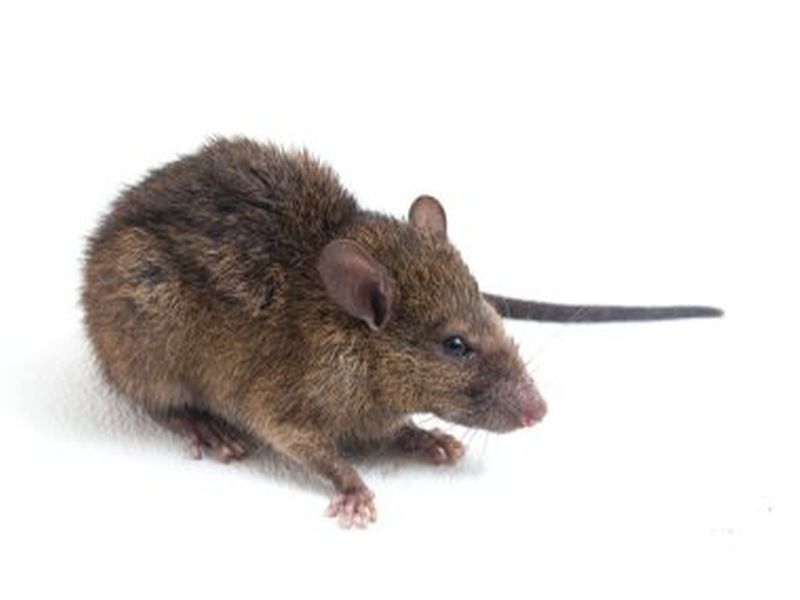 Pest Control Innovations for Rat Eradication