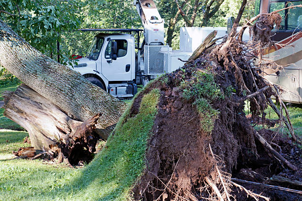 Boost Curb Appeal with Specialized Tree Trimming Services